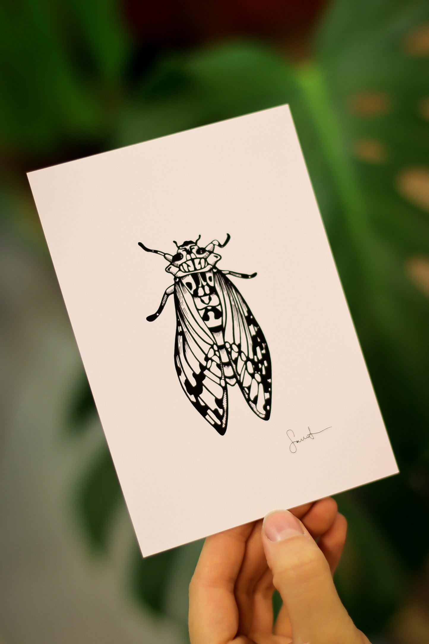Cicada Gamboa